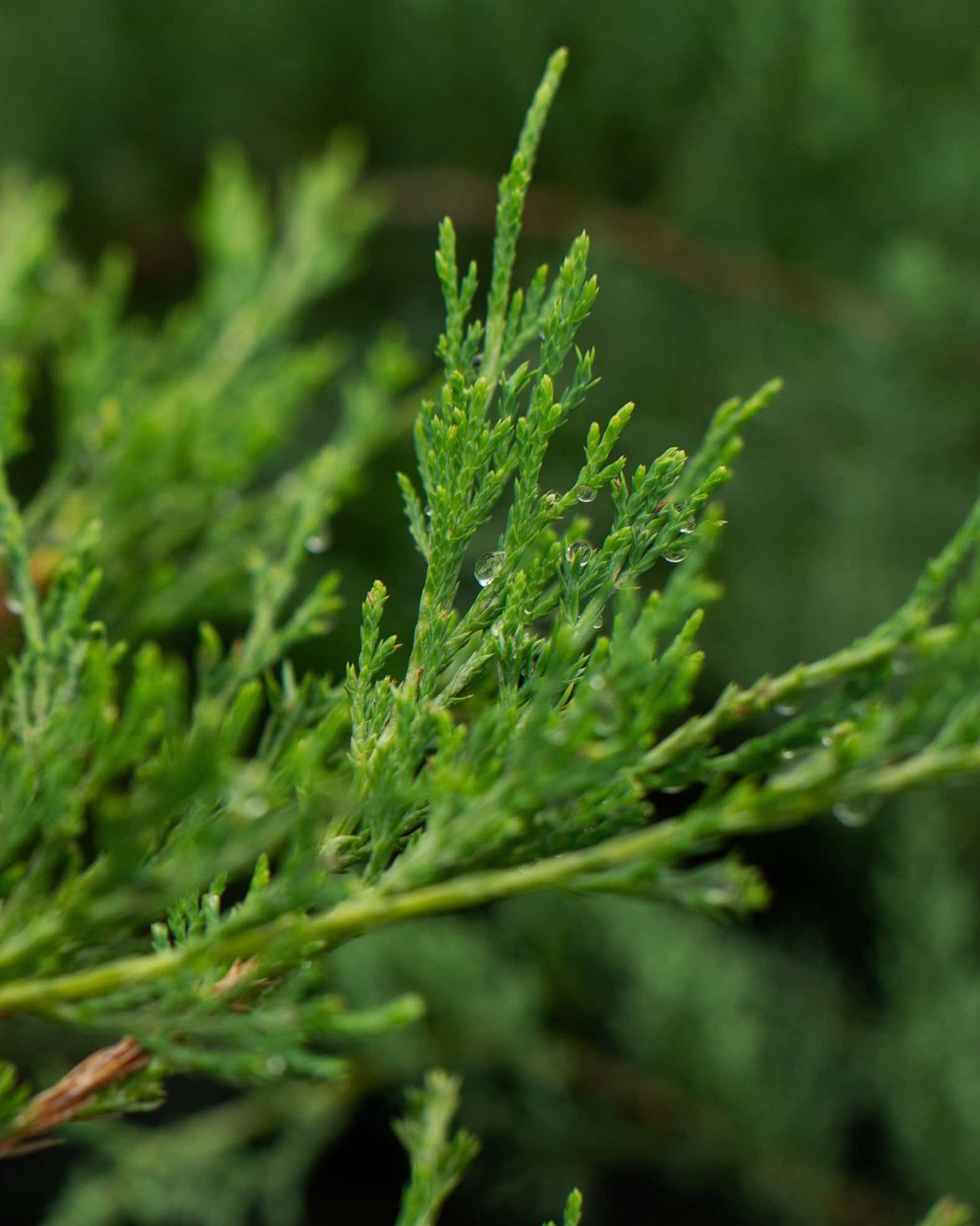 Andorra Juniper - Image 2