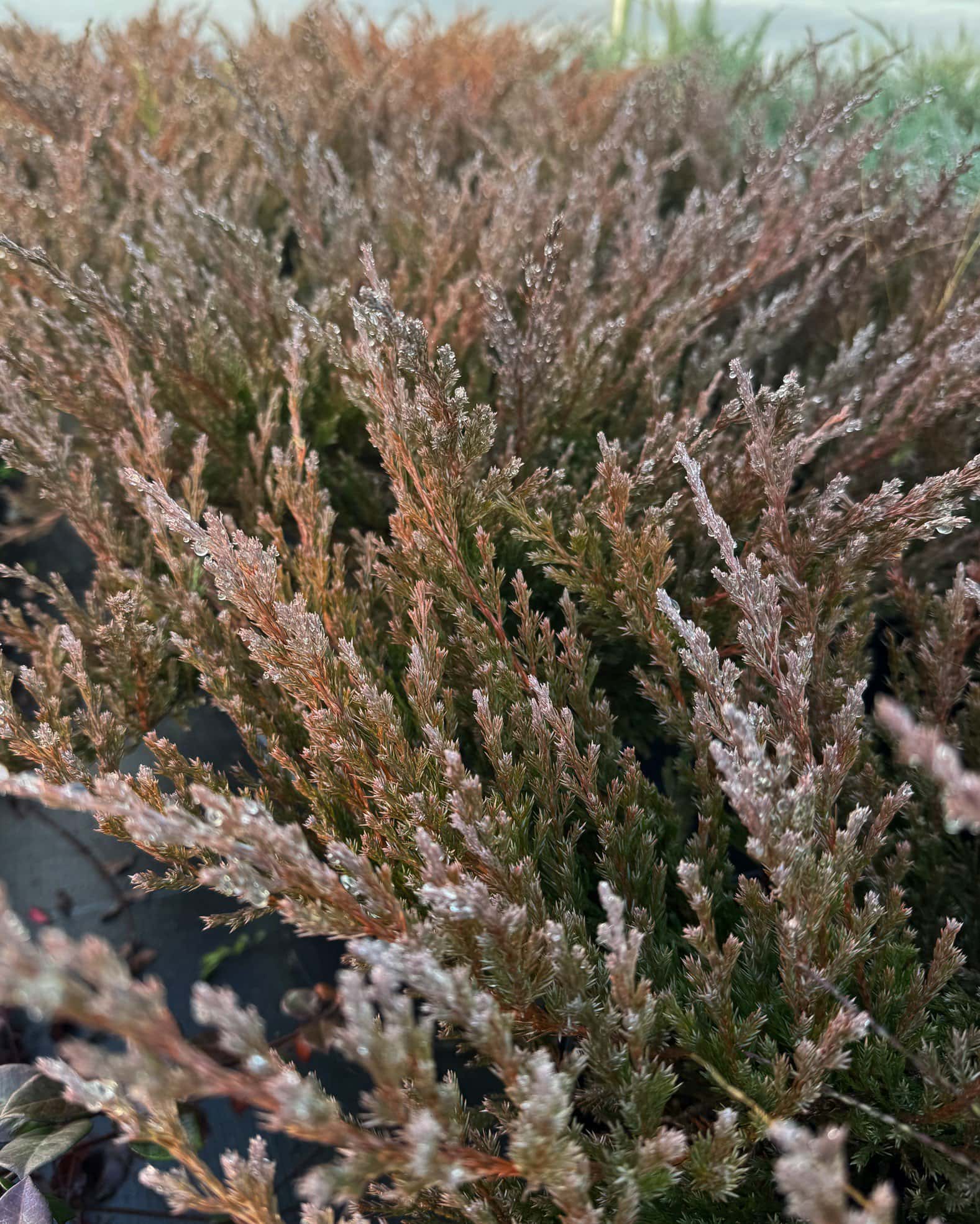 Andorra Juniper - Image 3