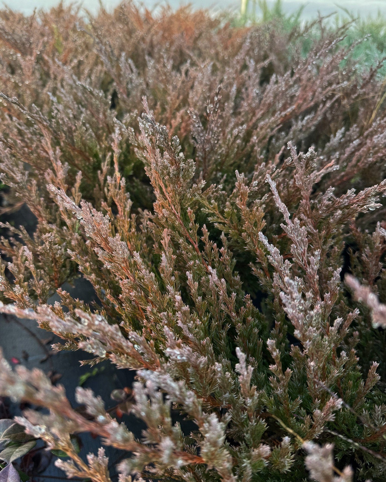 Andorra Juniper - view 2