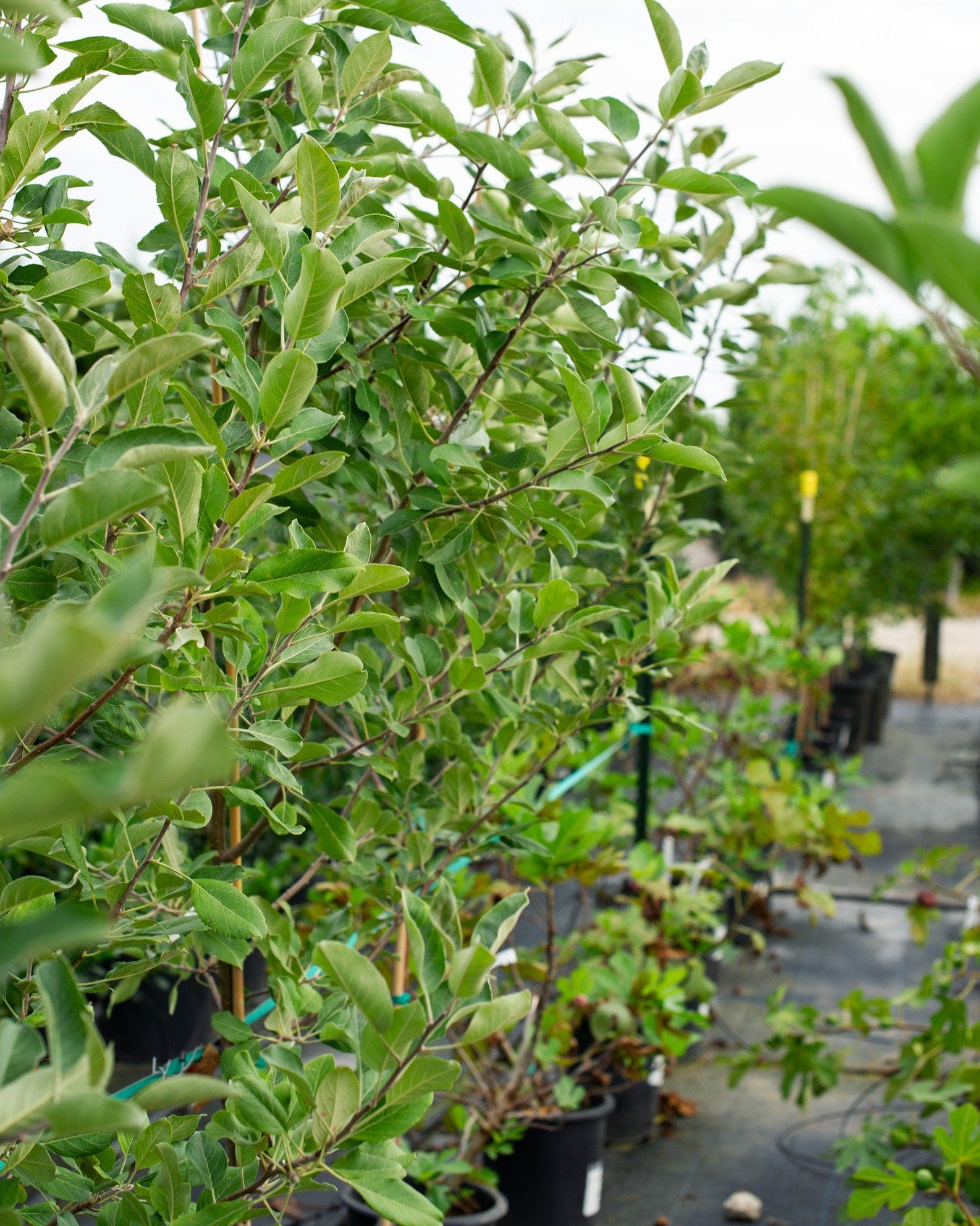 Anna Apple - view 5