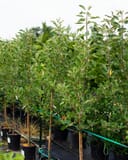 Anna Apple thumbnail 8