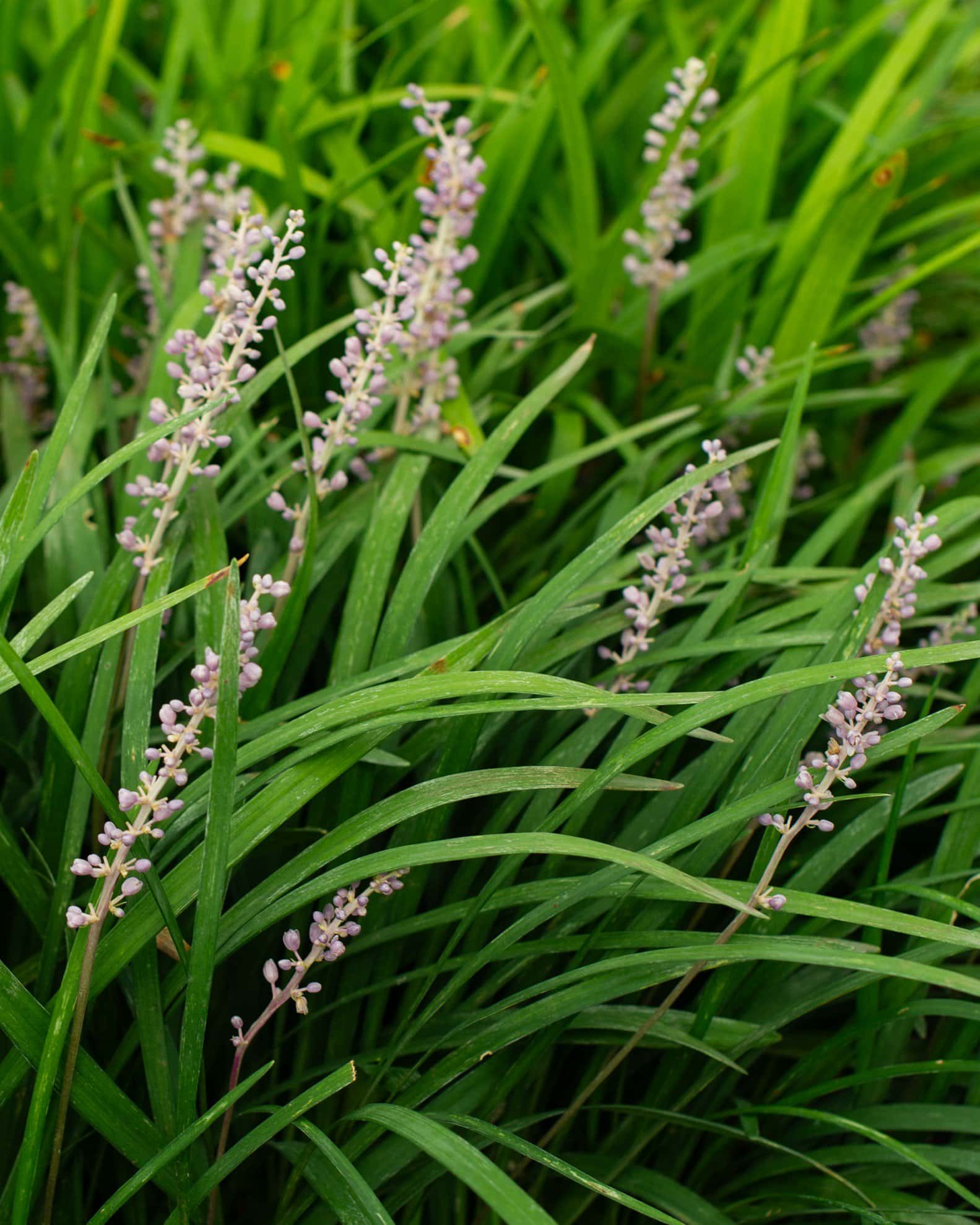 Big Blue Liriope - Main Image