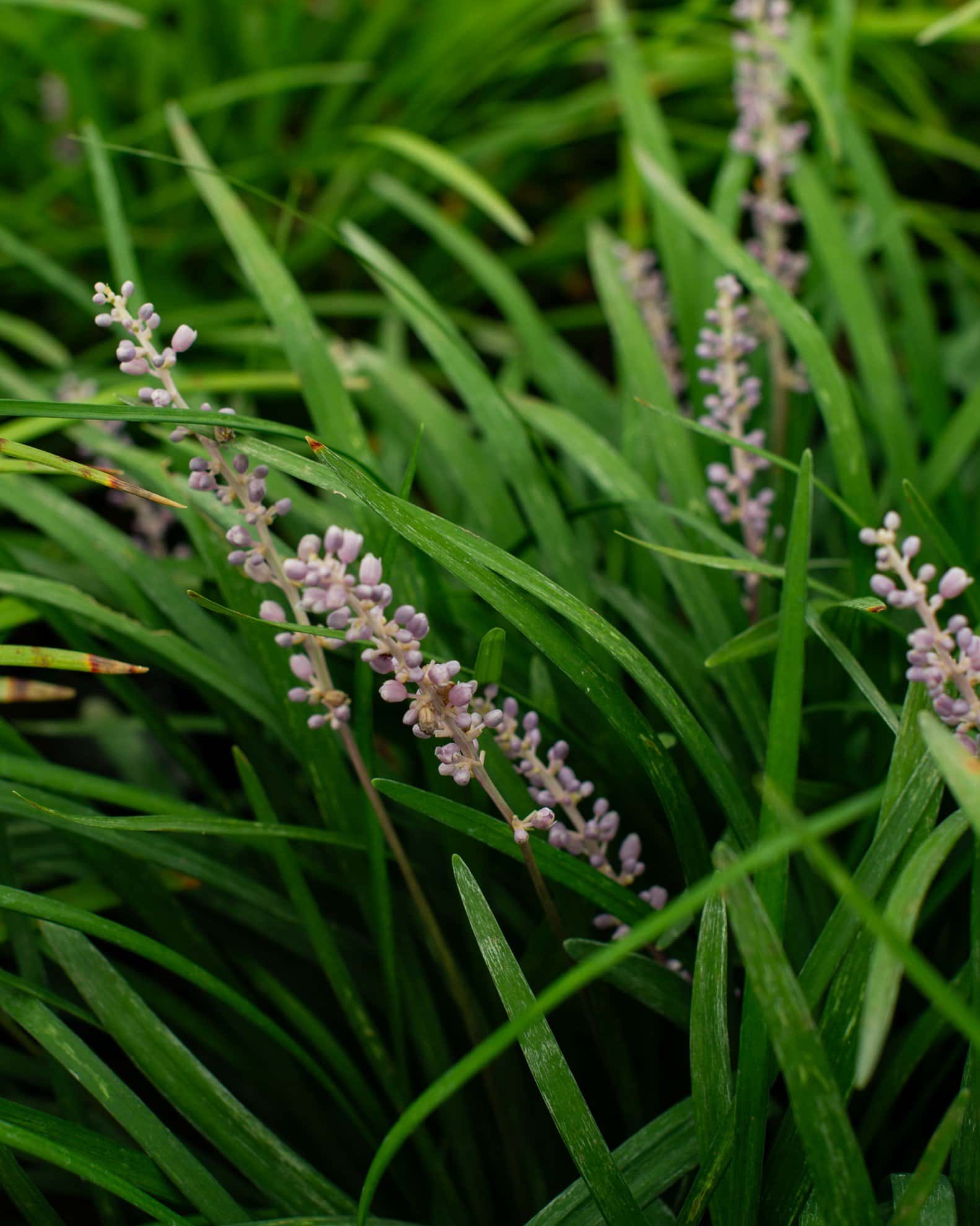 Big Blue Liriope - Image 1