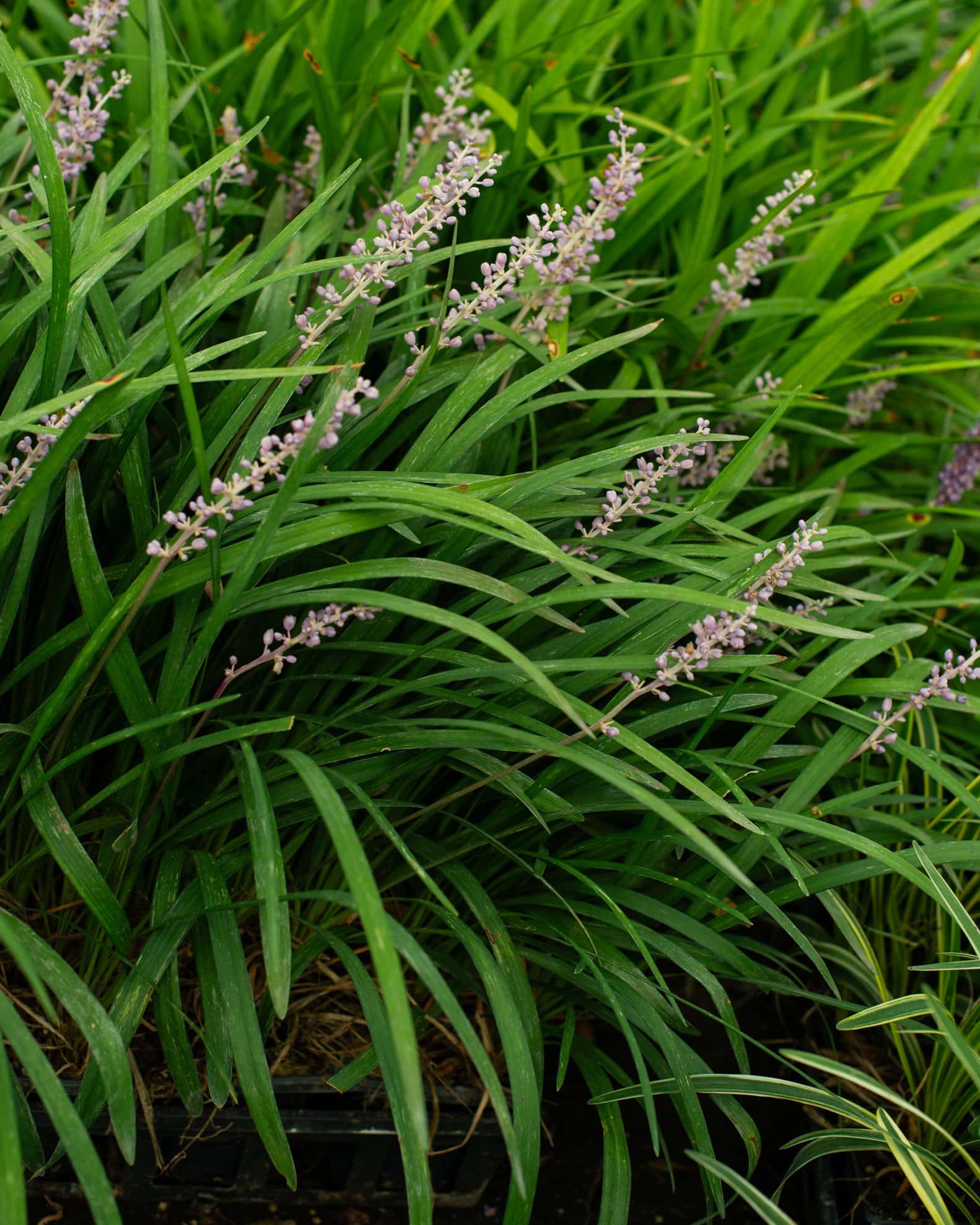 Big Blue Liriope - Image 2