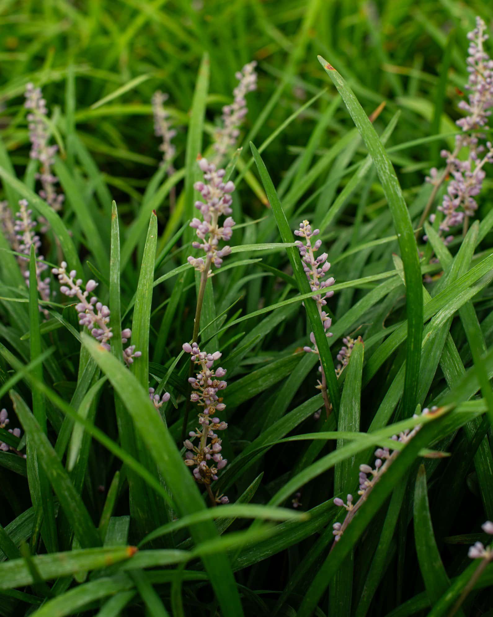 Big Blue Liriope - Image 3