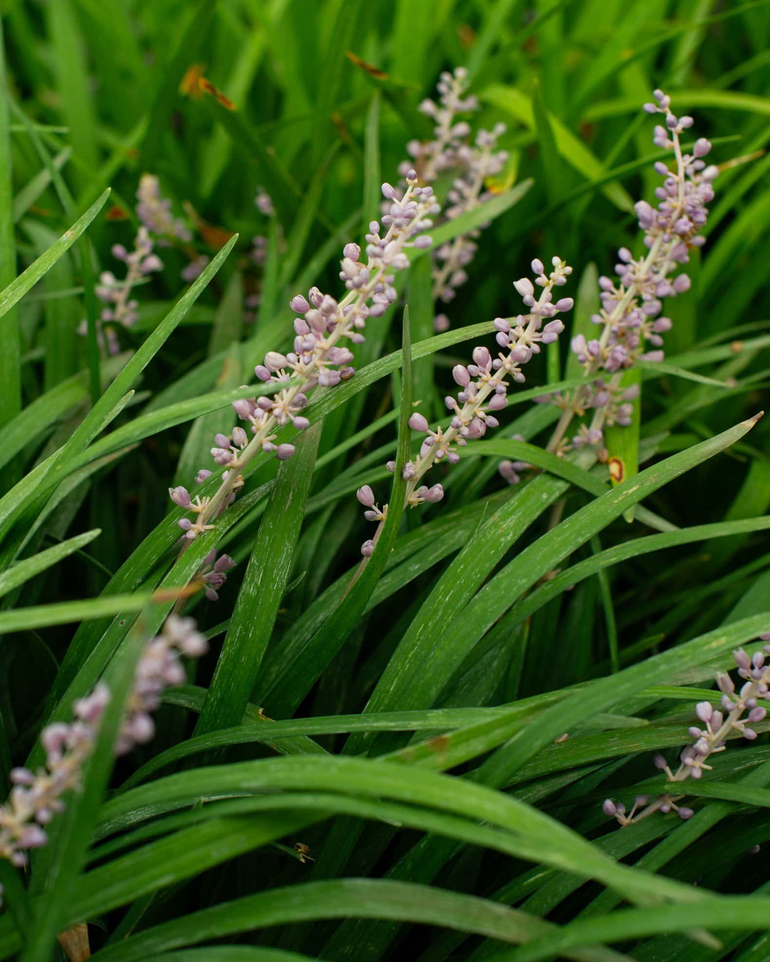 Big Blue Liriope - Image 4