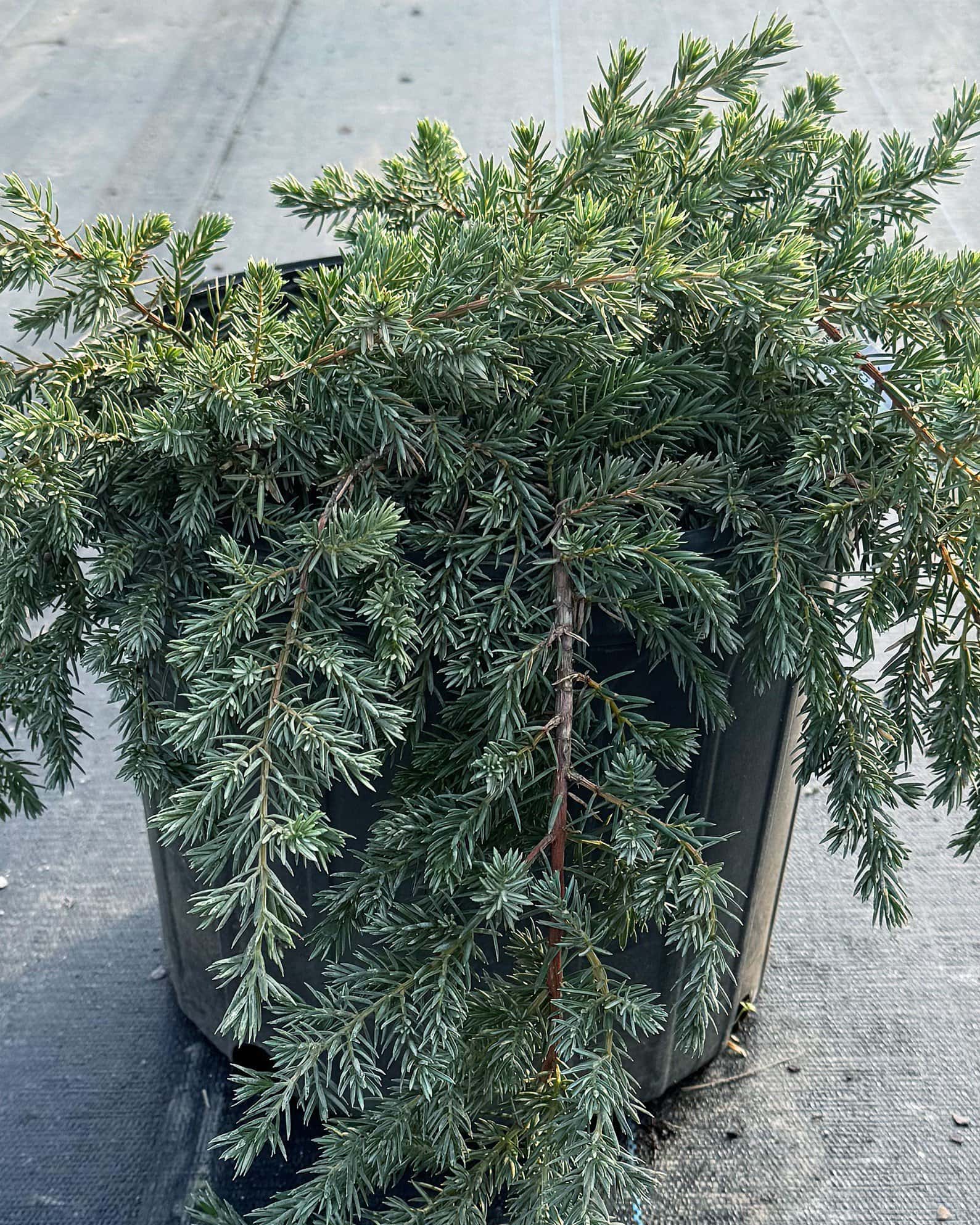 Blue Pacific Juniper - Main Image
