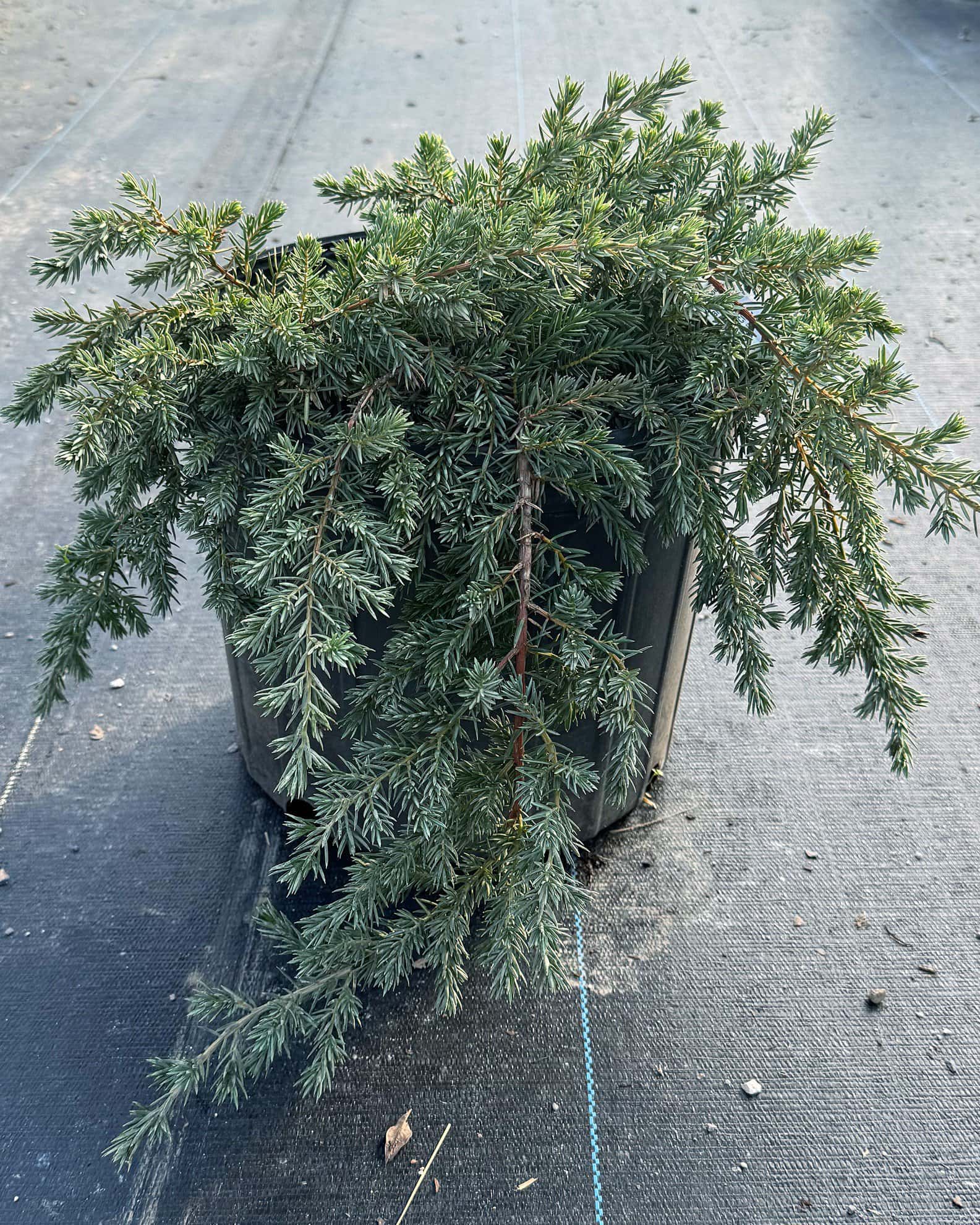 Blue Pacific Juniper - Image 1