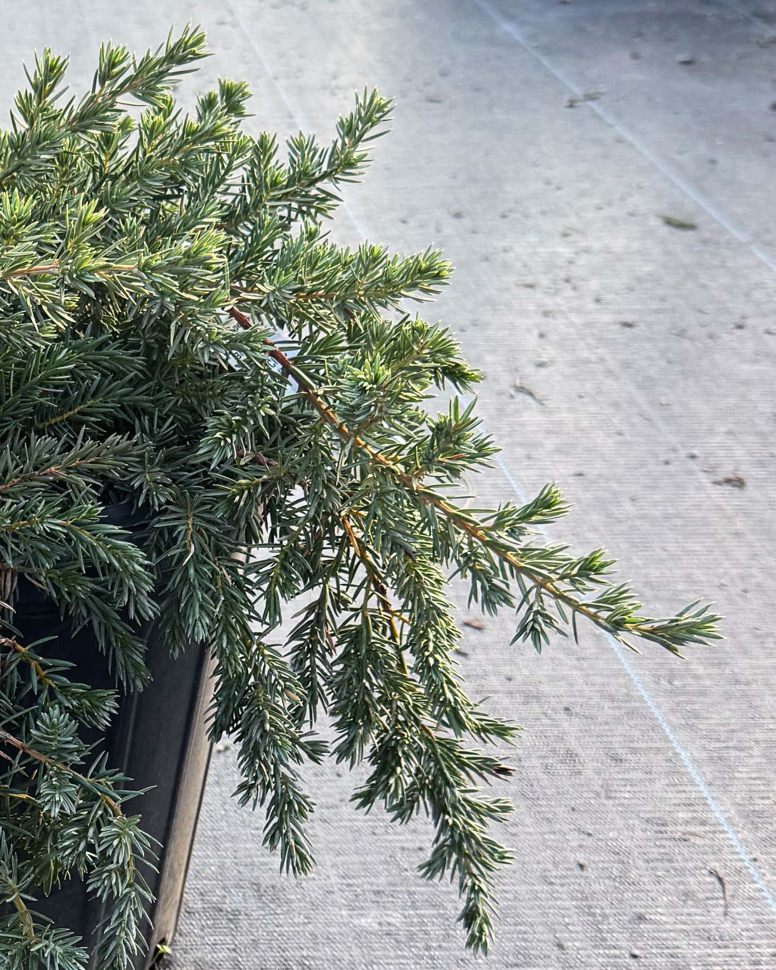 Blue Pacific Juniper - Image 2