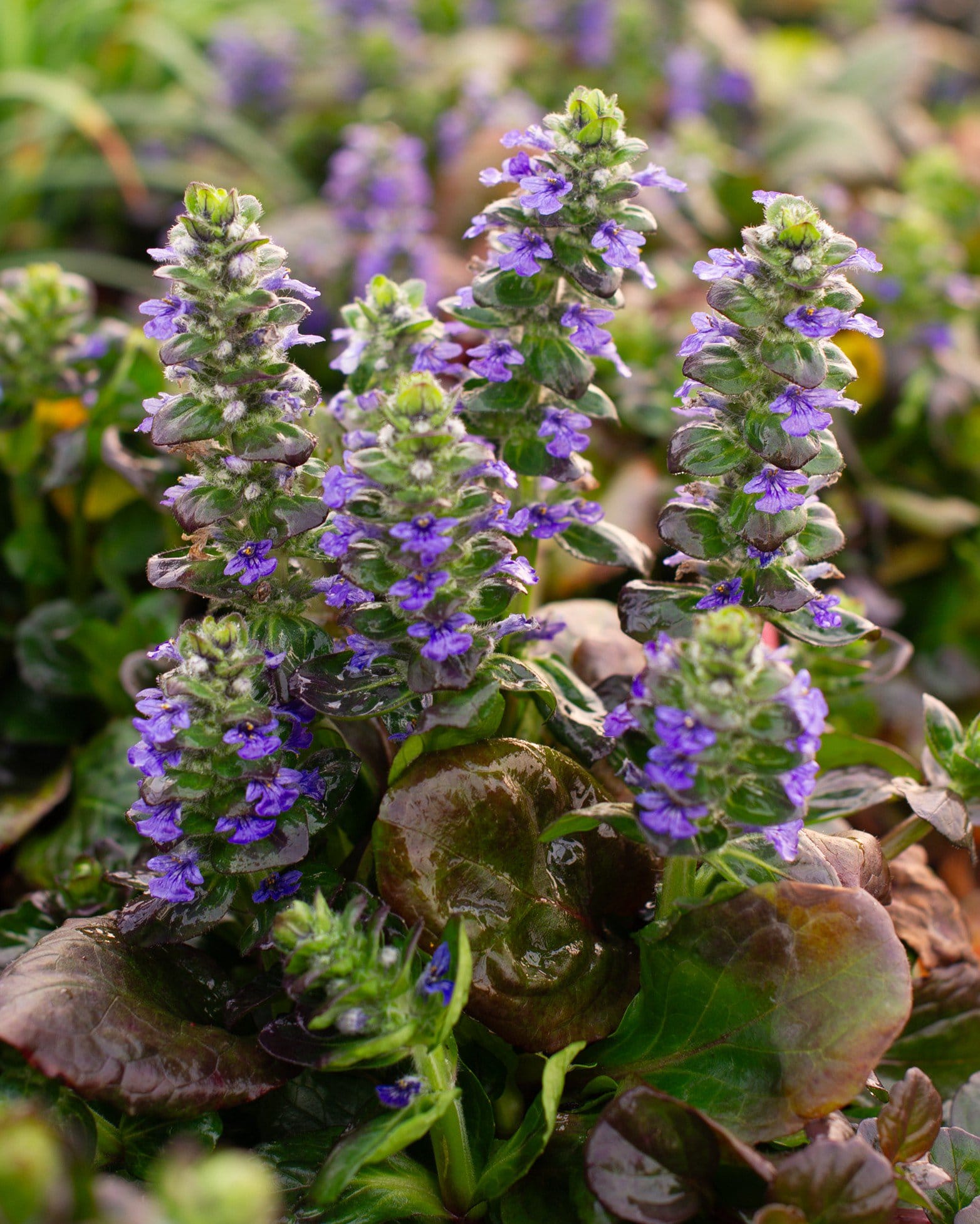 Caitlin's Giant Ajuga - Main Image