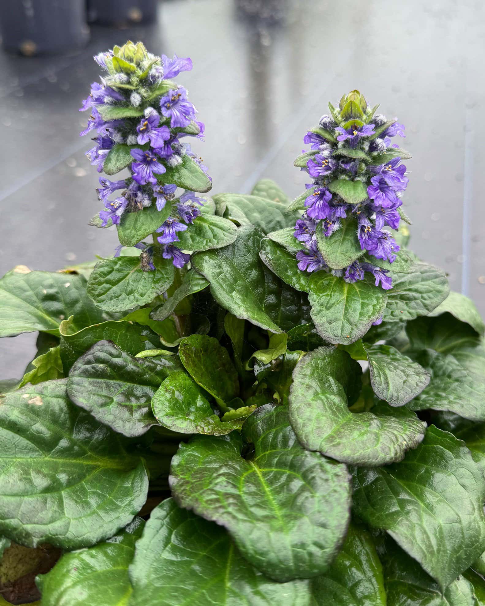 Caitlin's Giant Ajuga - Image 5