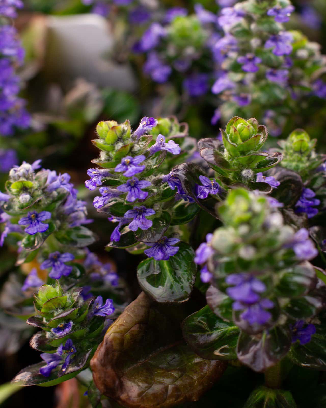 Caitlin's Giant Ajuga - Image 6
