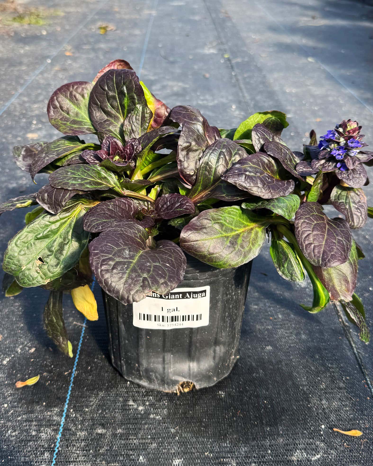 Caitlin's Giant Ajuga - Image 7