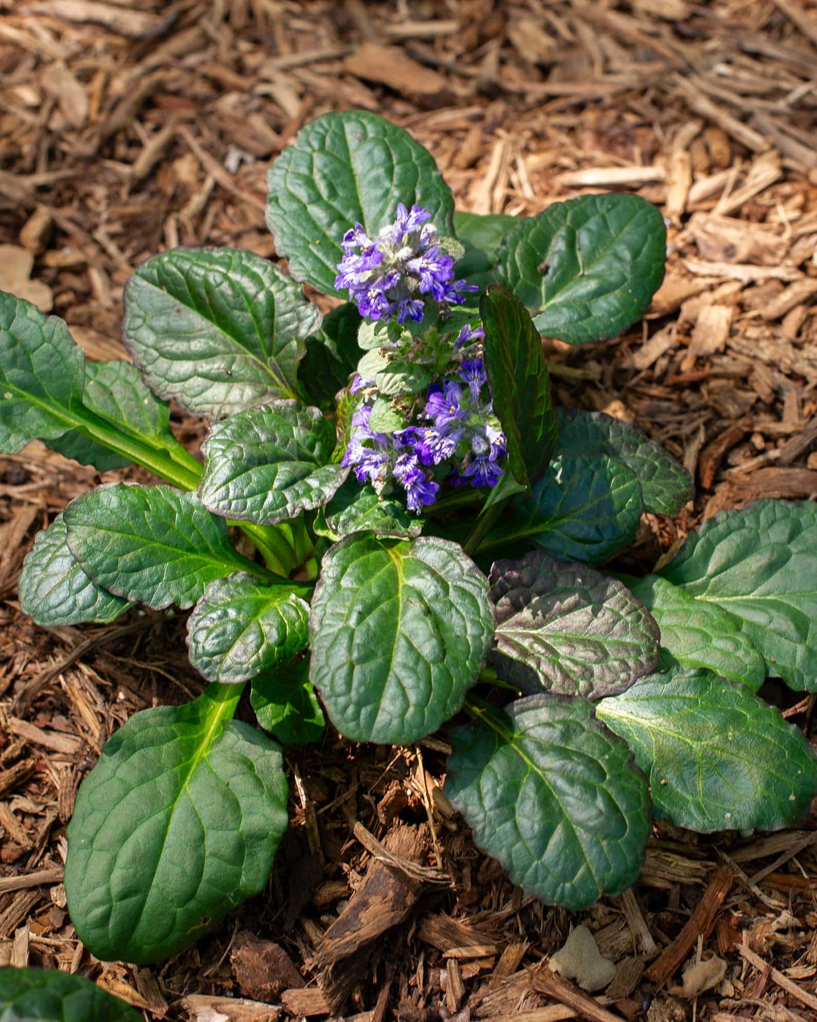 Caitlin's Giant Ajuga - Image 1