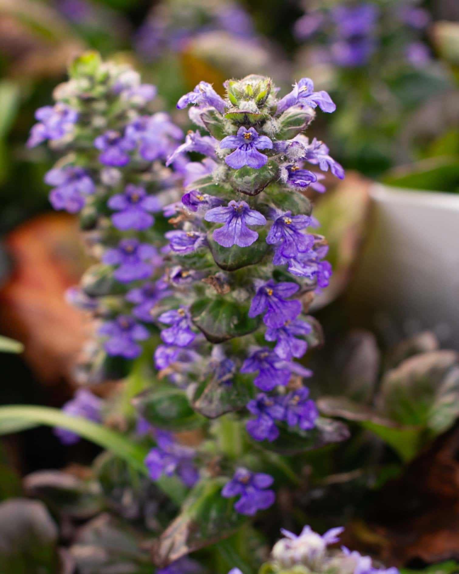 Caitlin's Giant Ajuga - Image 2