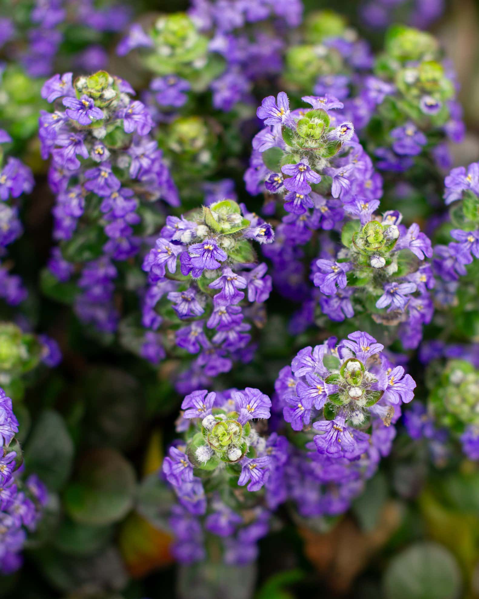 Caitlin's Giant Ajuga - Image 3