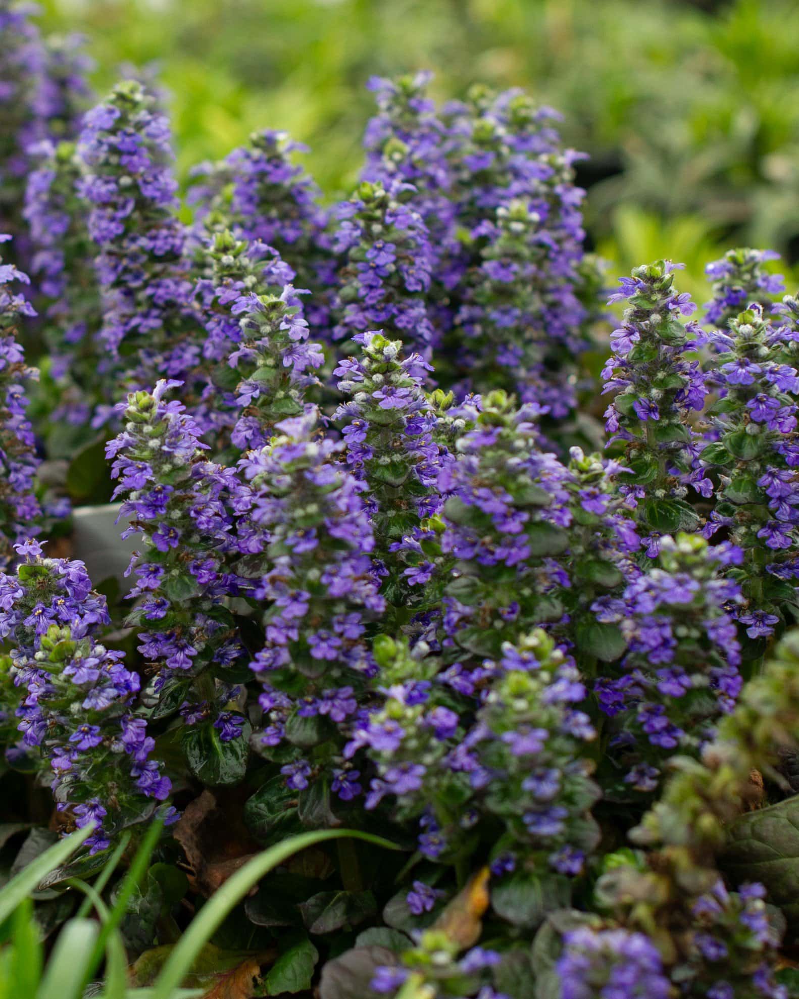 Caitlin's Giant Ajuga - Image 4