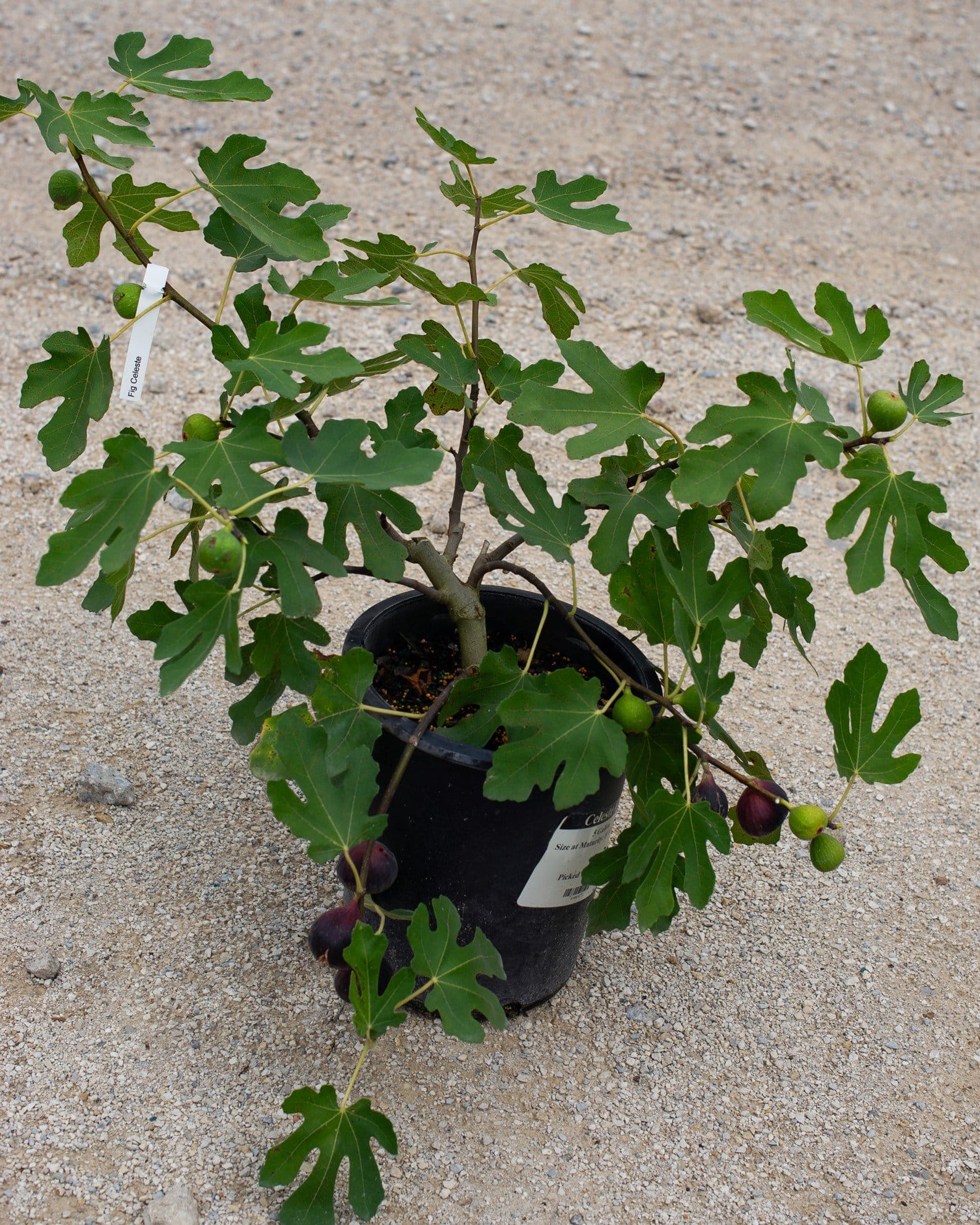 Celeste Fig - view 2