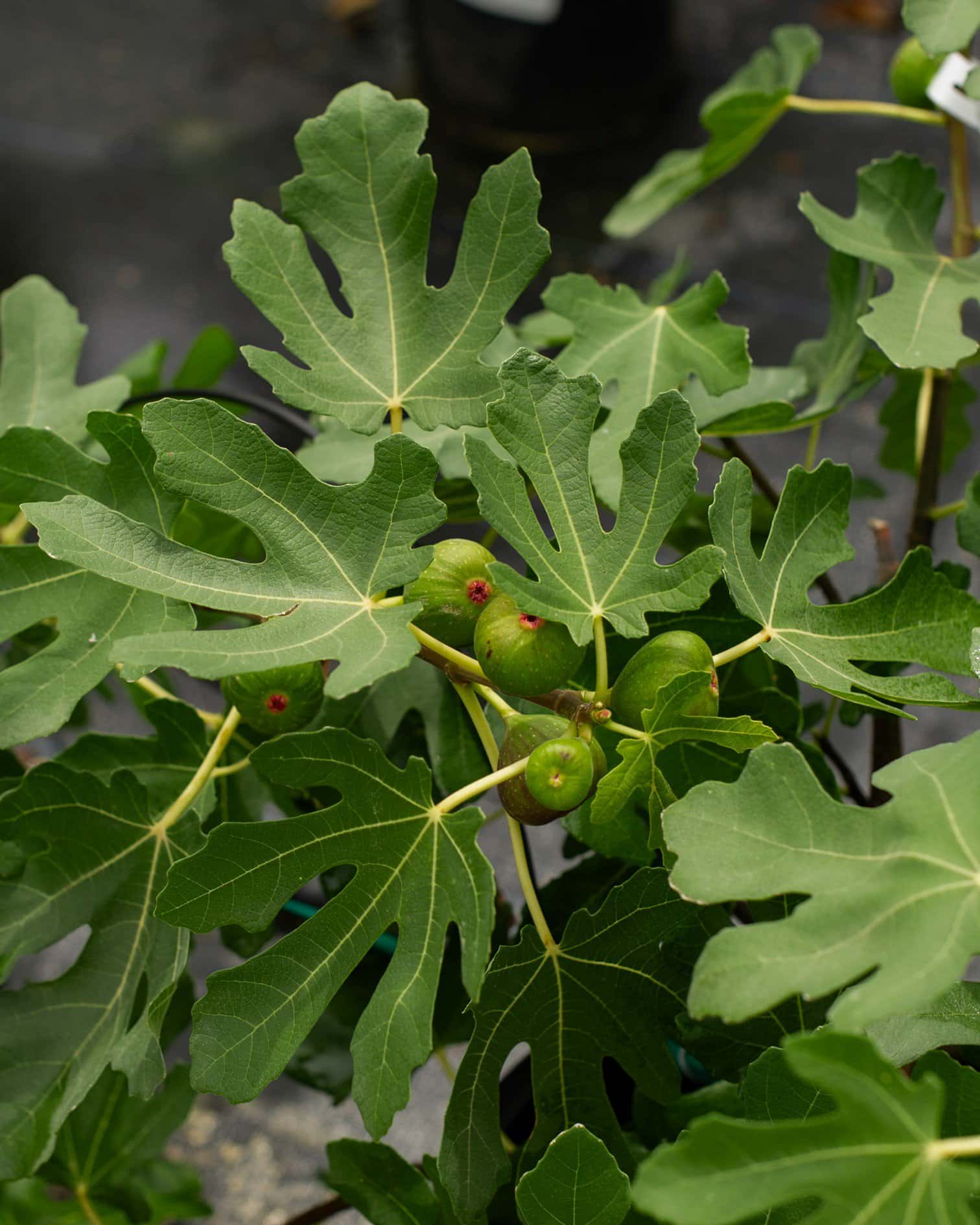 Celeste Fig - Image 2