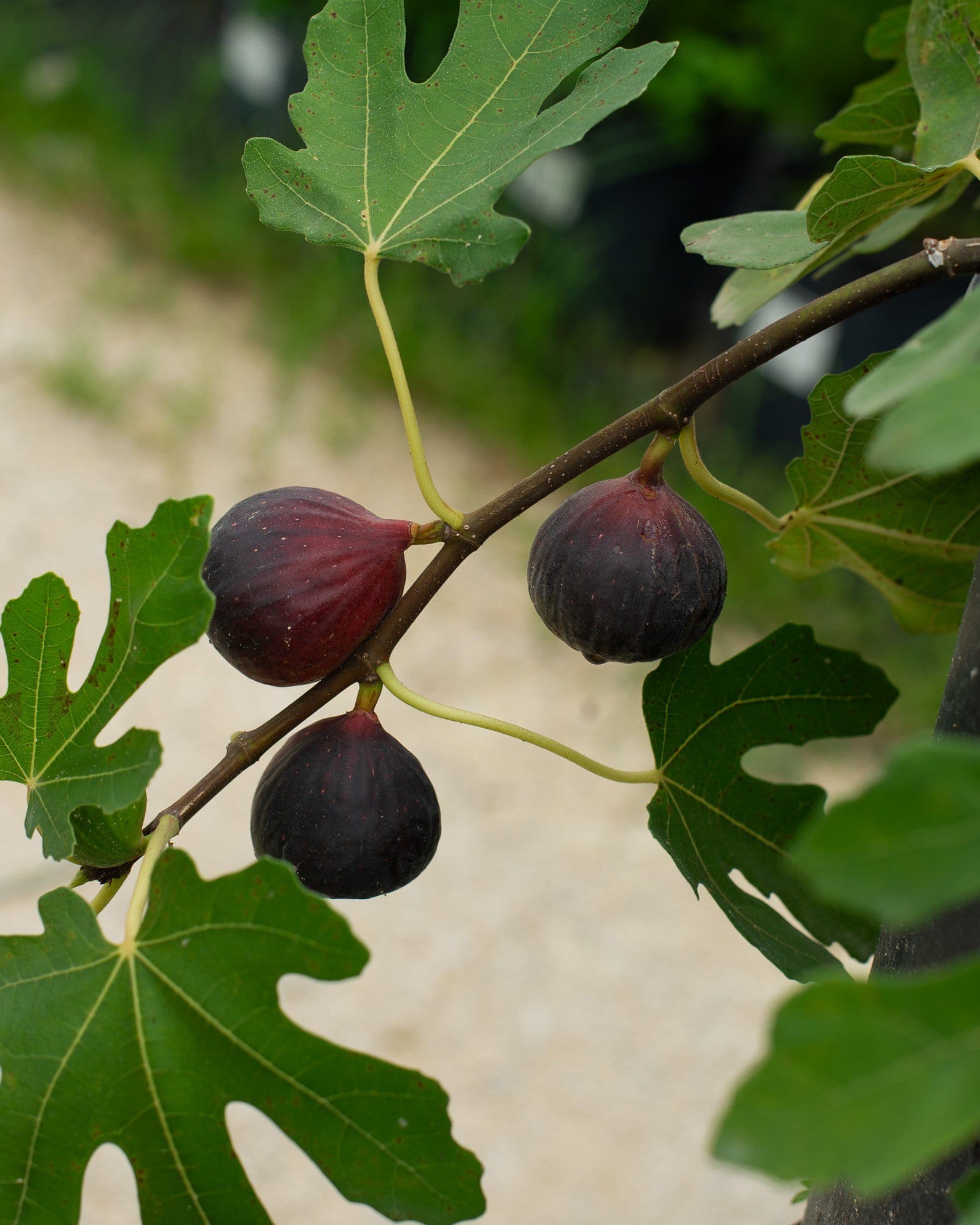 Celeste Fig - view 4
