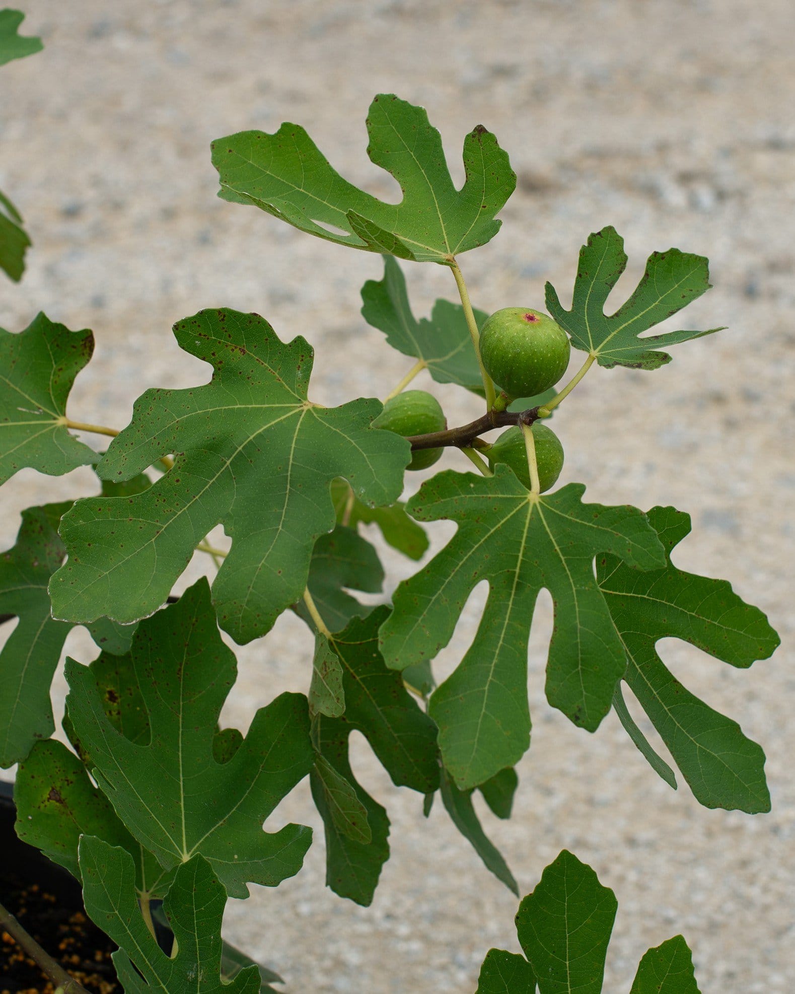Celeste Fig - view 5