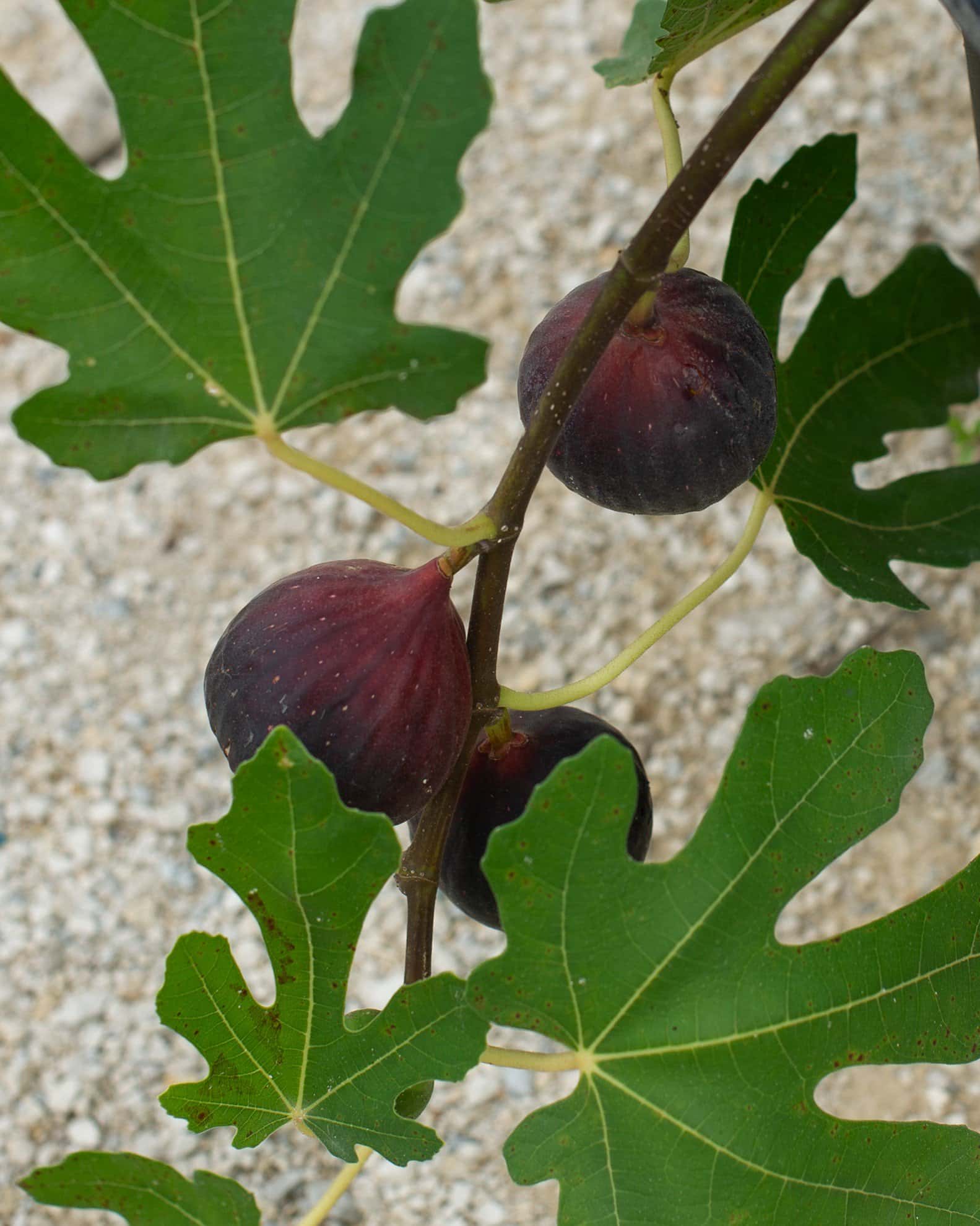 Celeste Fig - Image 5