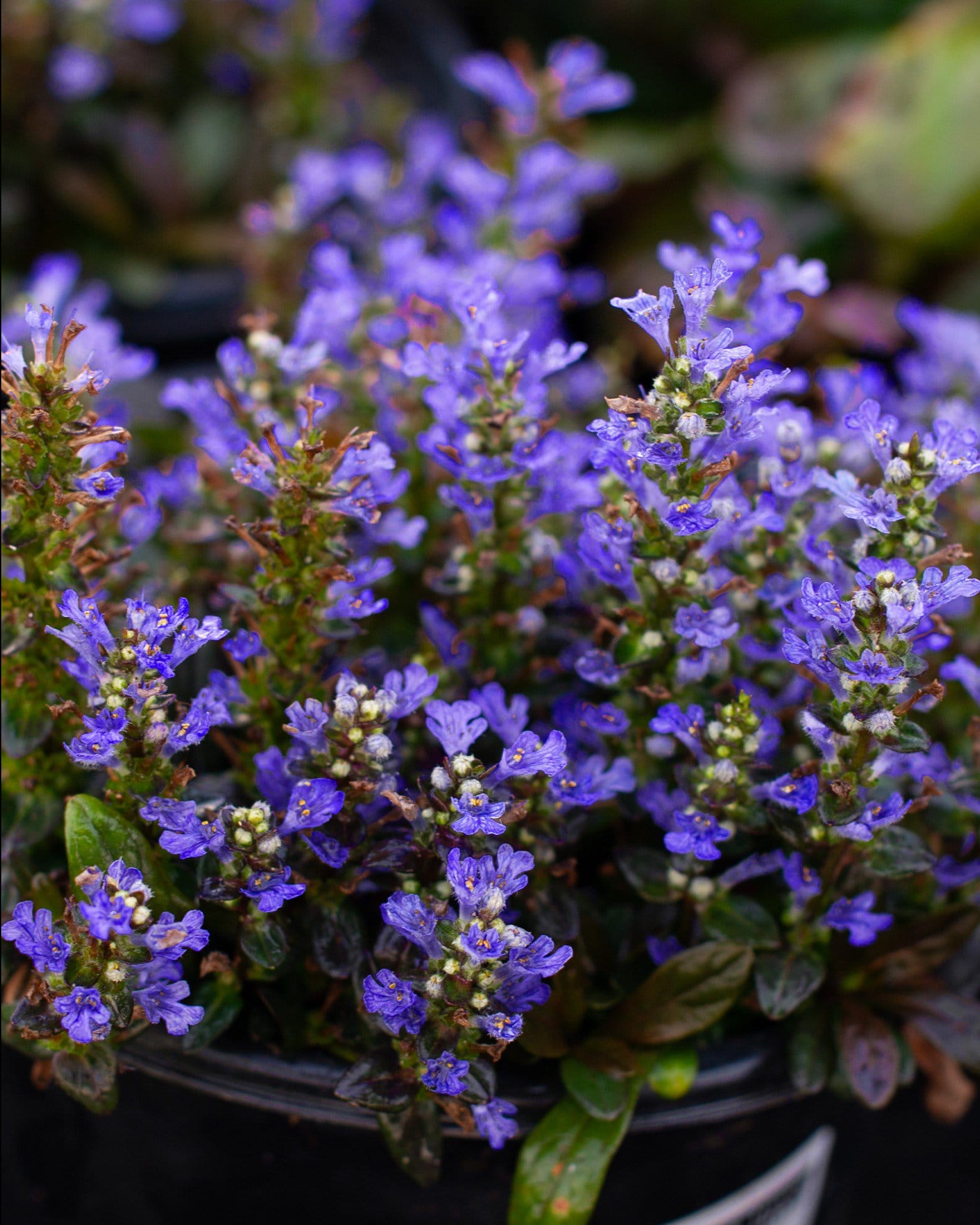 Chocolate Chip Ajuga