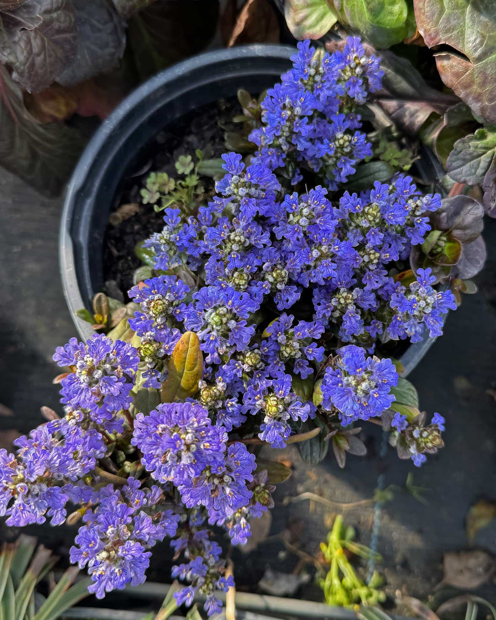 Chocolate Chip Ajuga - view 2