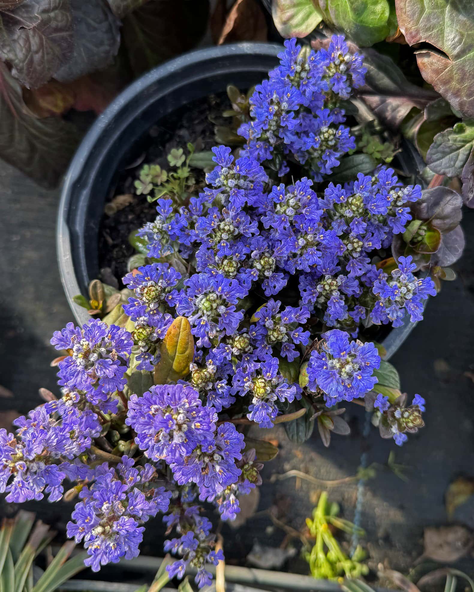 Chocolate Chip Ajuga - Image 1