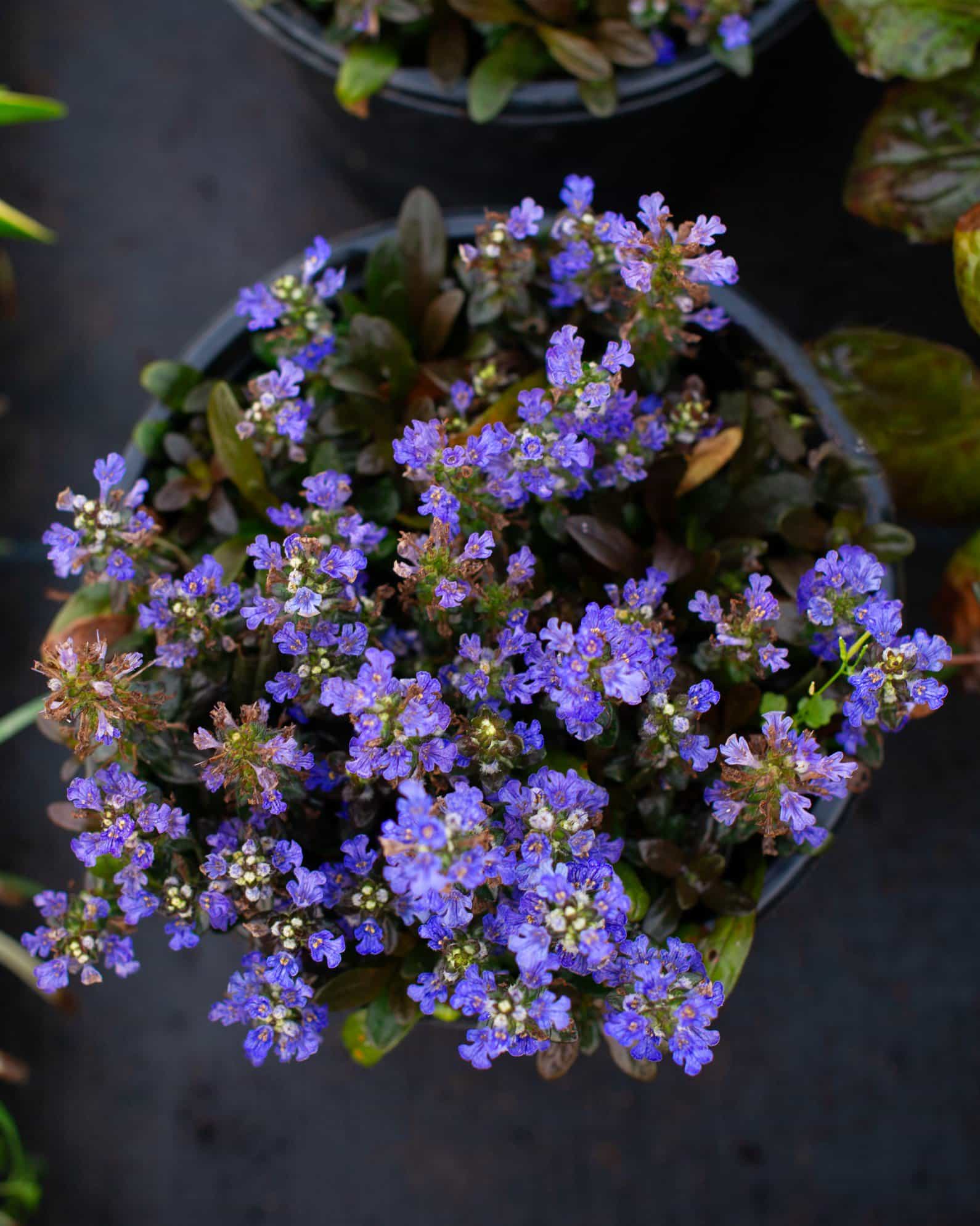 Chocolate Chip Ajuga - view 3
