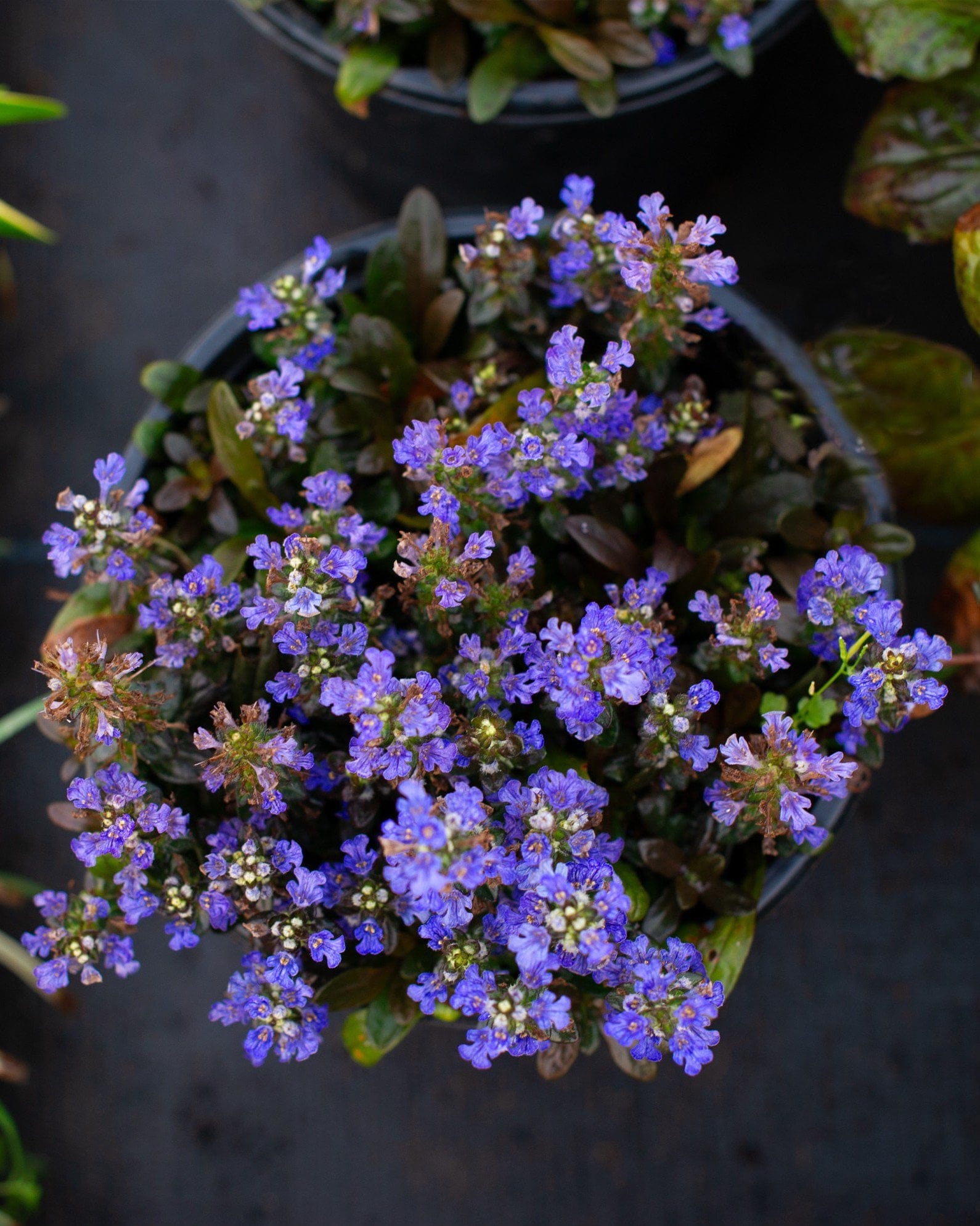 Chocolate Chip Ajuga - view 3