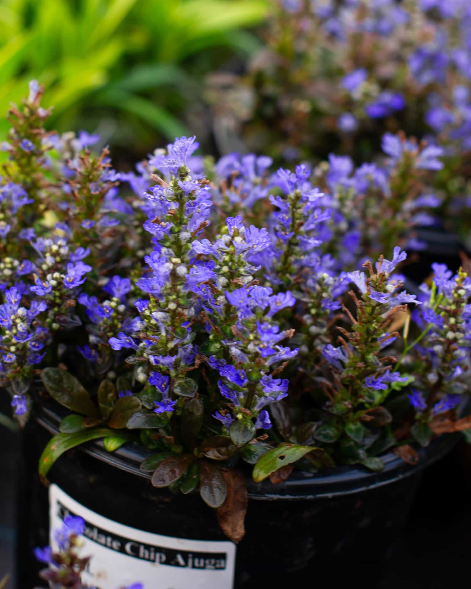 Chocolate Chip Ajuga - view 4