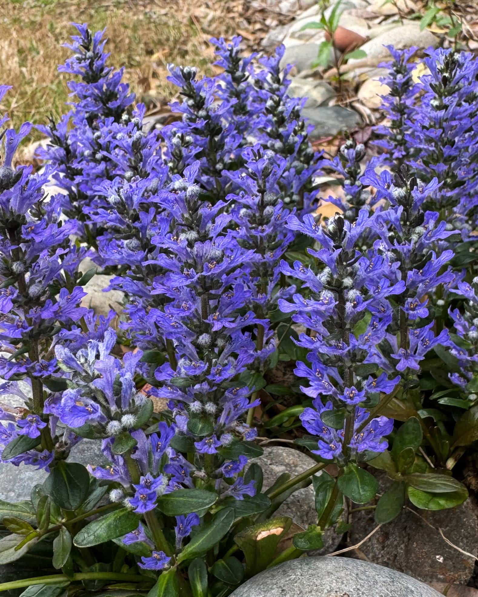 Chocolate Chip Ajuga - view 5