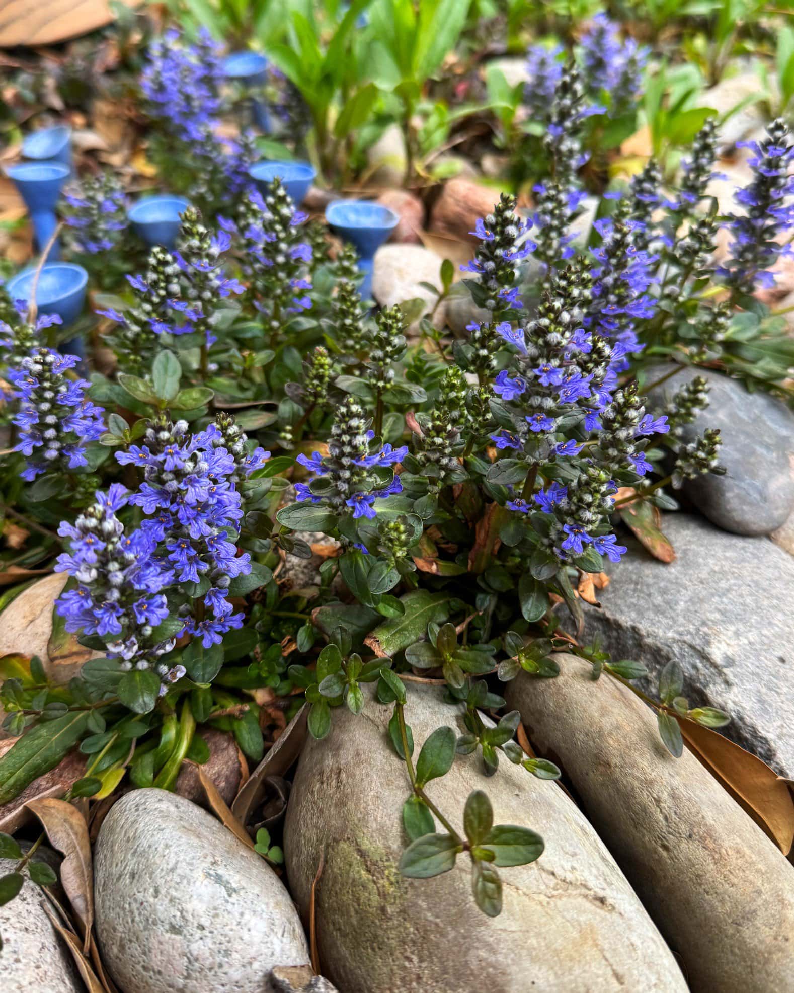 Chocolate Chip Ajuga - Image 5