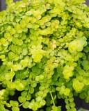 Creeping Jenny thumbnail 1