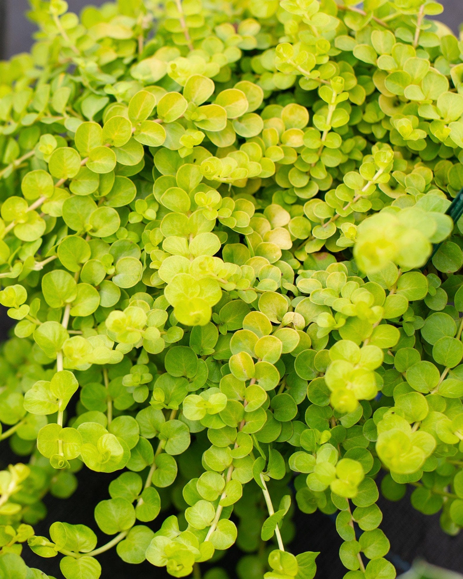 Creeping Jenny
