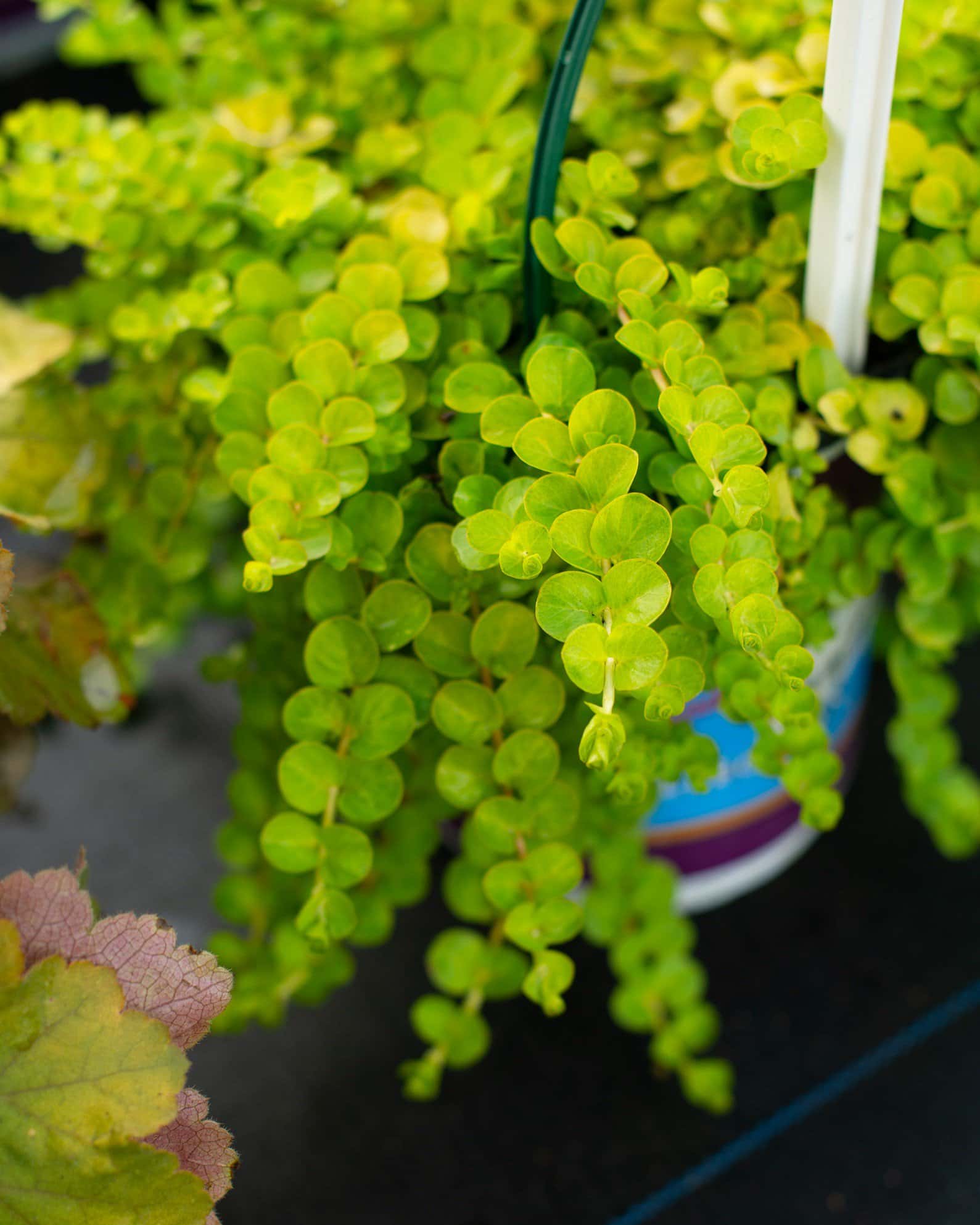 Creeping Jenny - Image 1