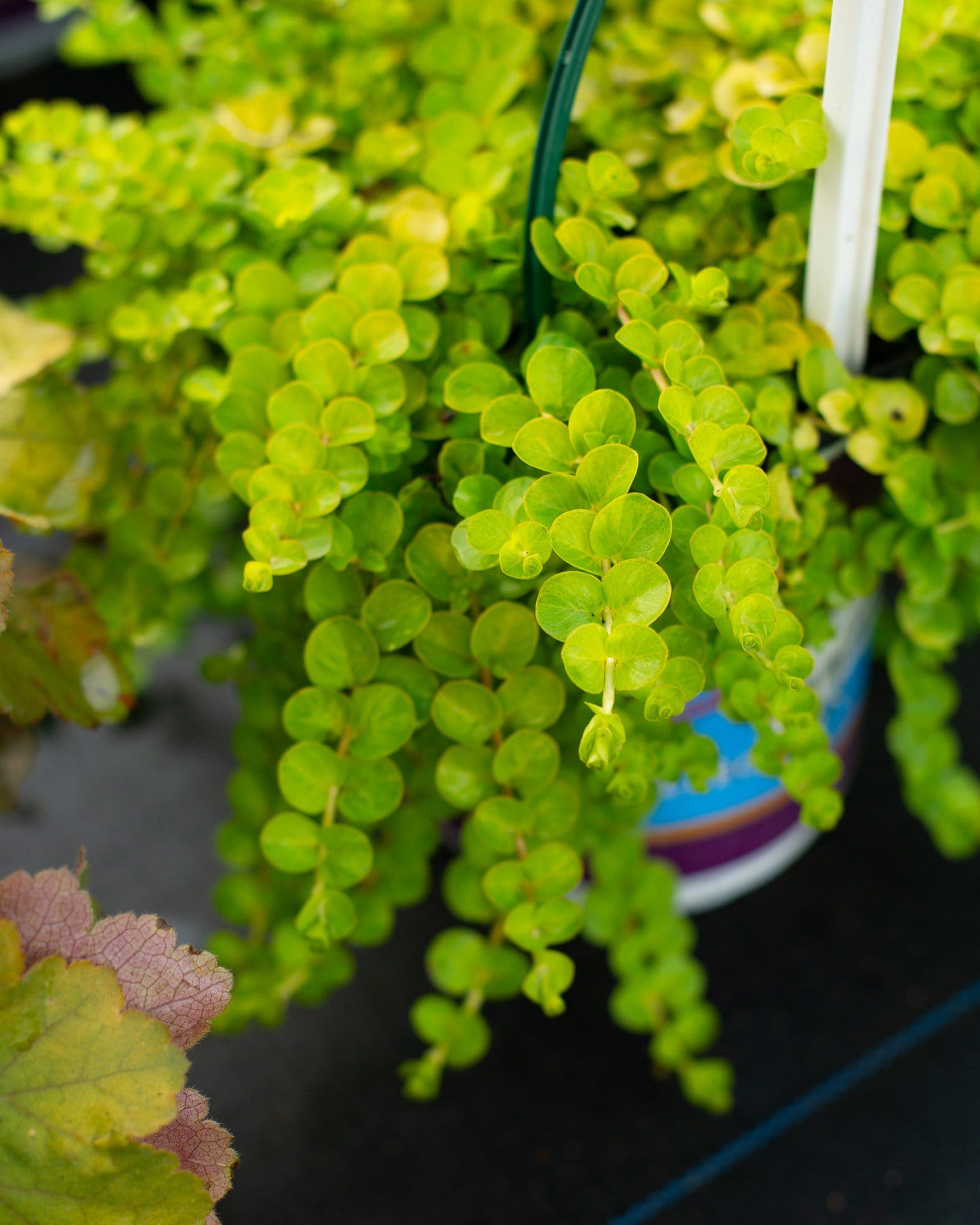 Creeping Jenny - view 2