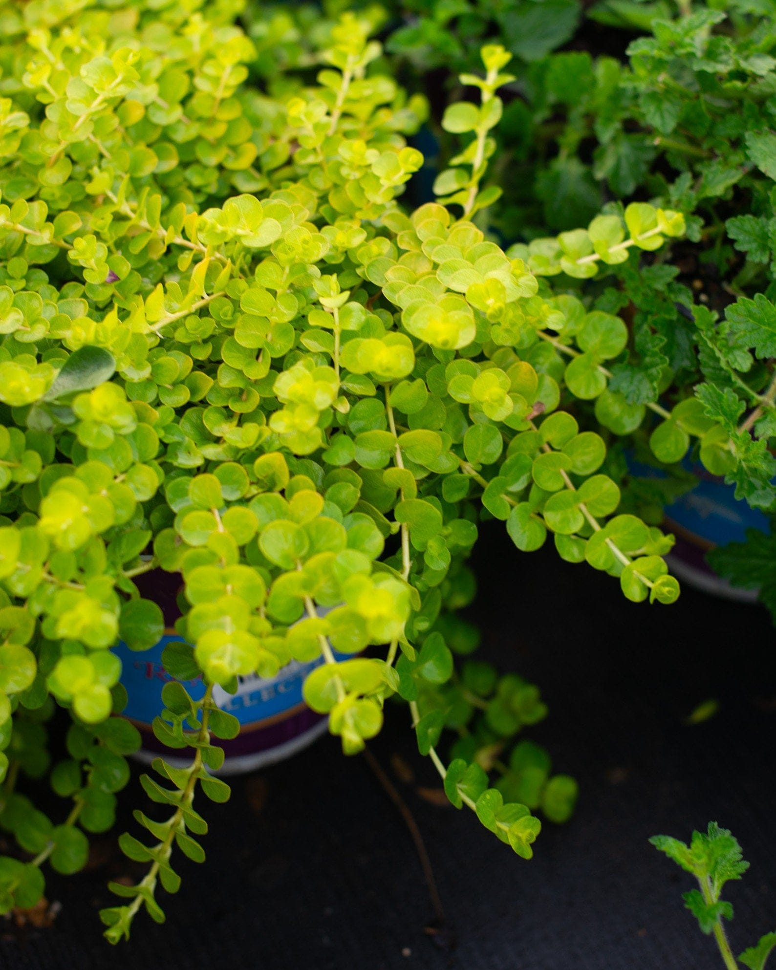 Creeping Jenny - view 3