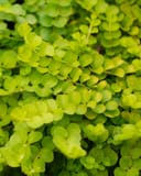 Creeping Jenny thumbnail 5