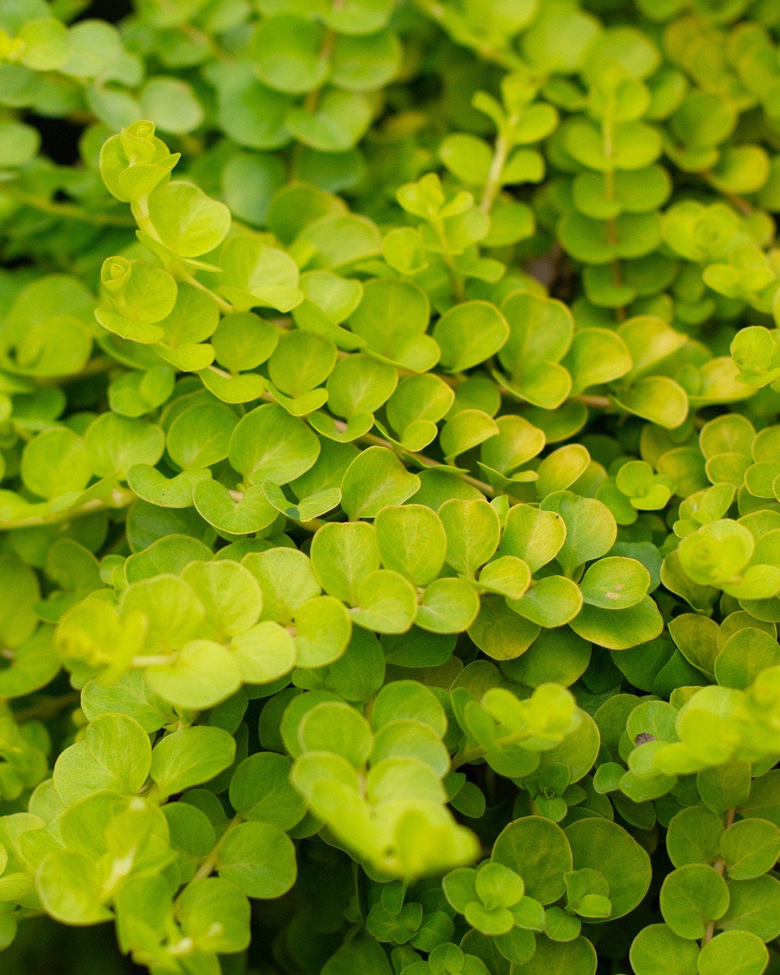 Creeping Jenny - view 4