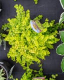 Creeping Jenny thumbnail 3