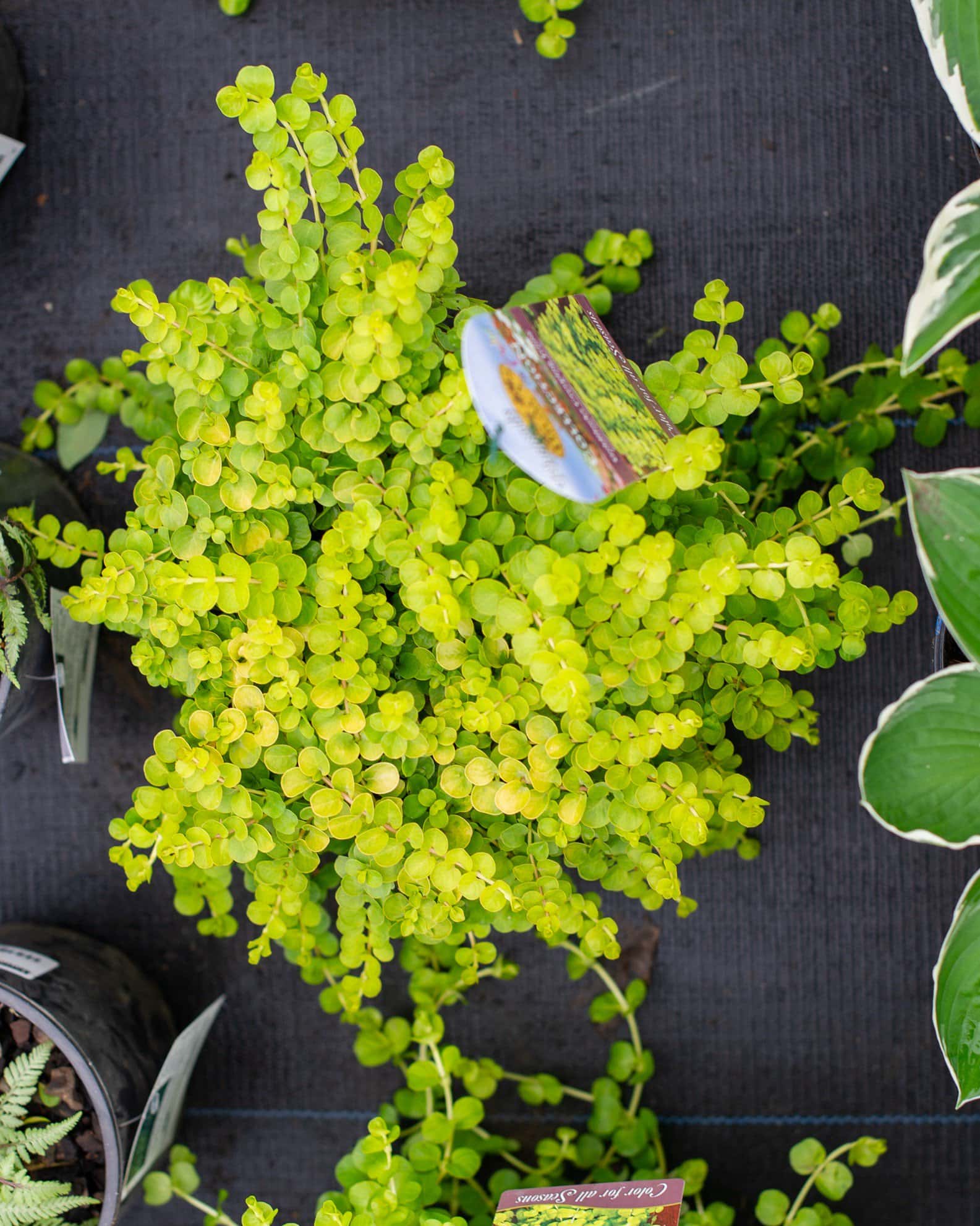 Creeping Jenny - Image 2