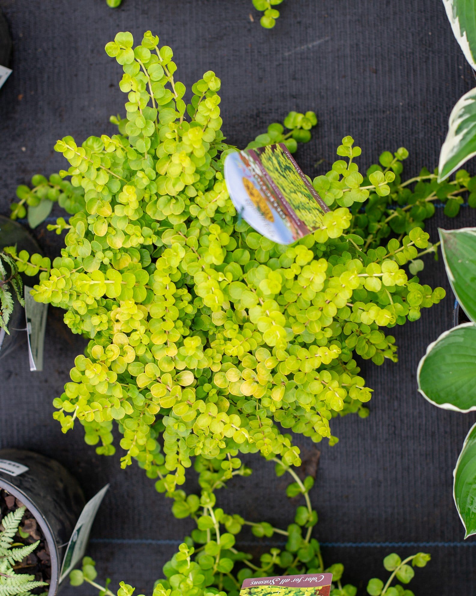 Creeping Jenny - view 5