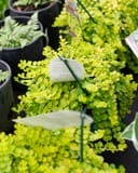 Creeping Jenny thumbnail 6