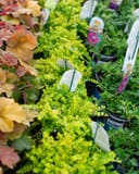 Creeping Jenny thumbnail 7