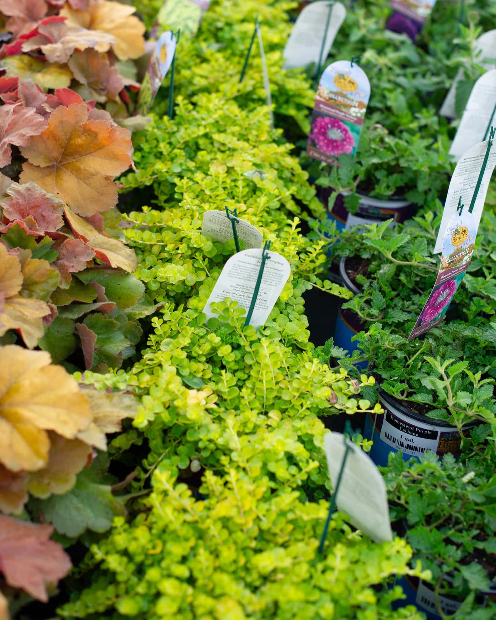 Creeping Jenny - Image 6