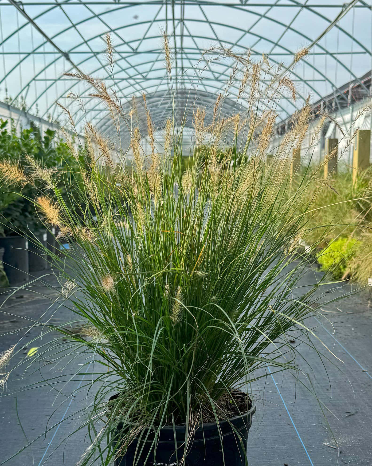 Dwarf Hameln Fountain Grass - Main Image