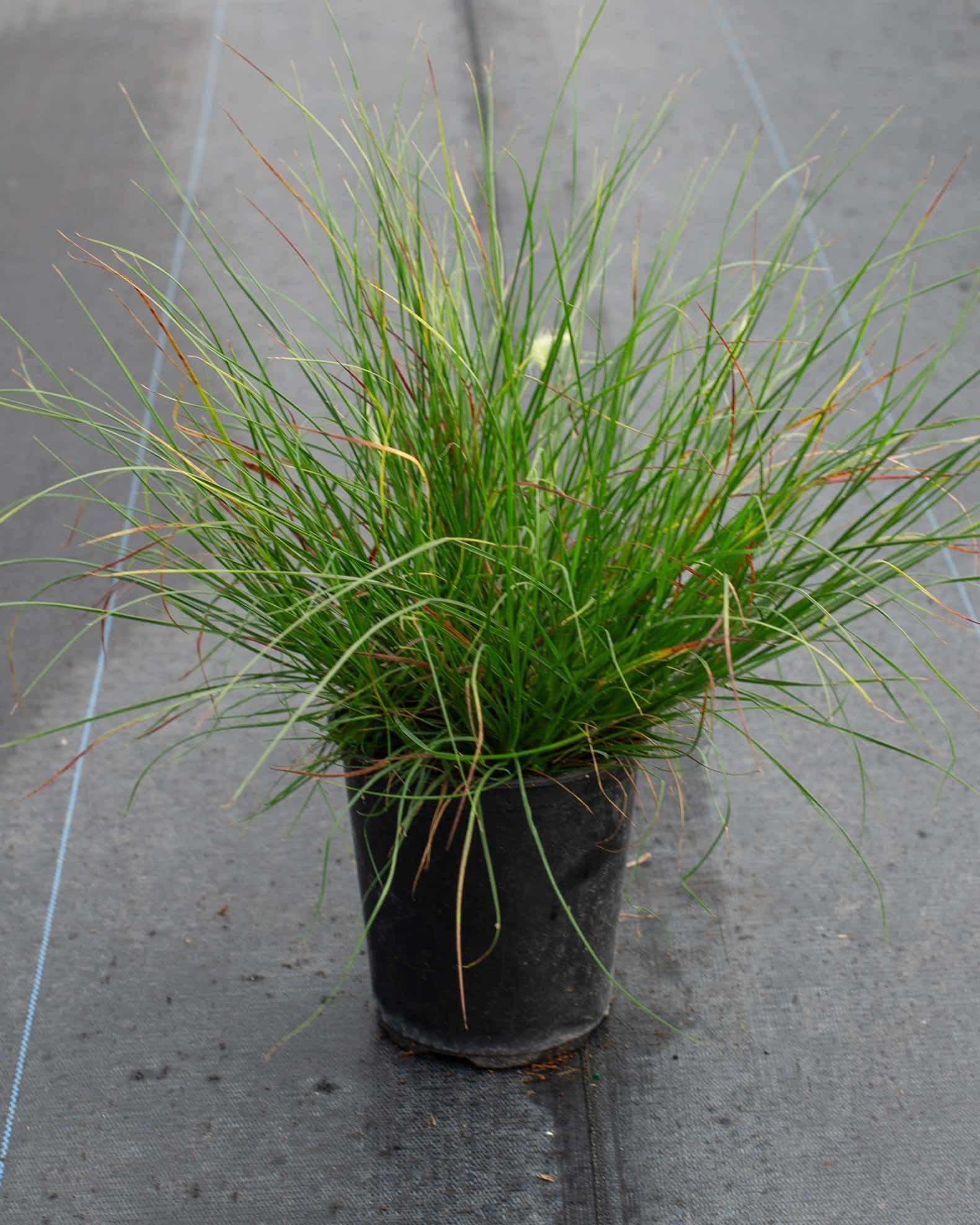 Dwarf Hameln Fountain Grass - Image 1
