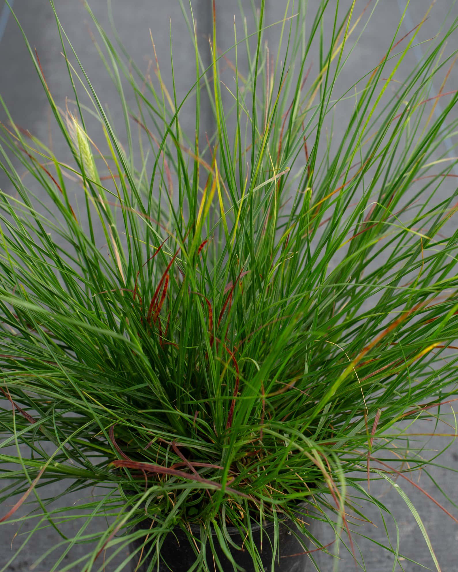 Dwarf Hameln Fountain Grass - Image 2